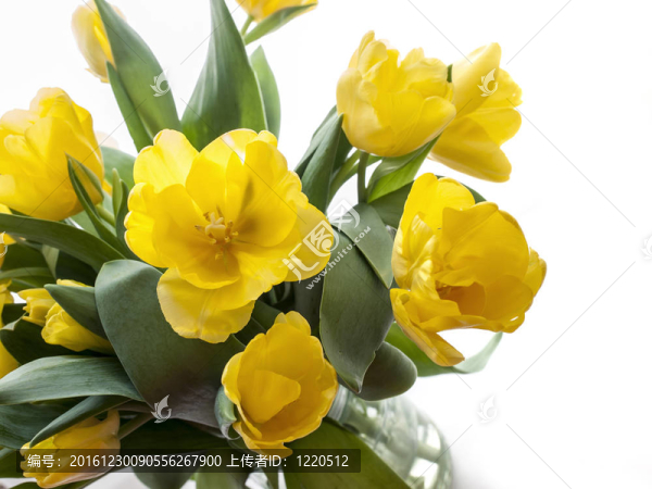 白色背景的黃色郁金香花束