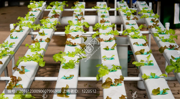 有機(jī)蔬菜水培花園