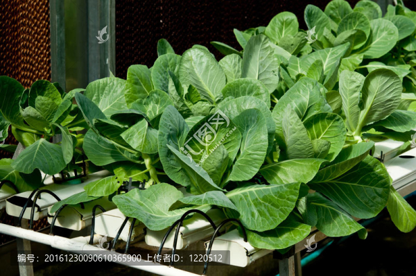 在園林植物有機(jī)水培羽衣甘藍(lán)
