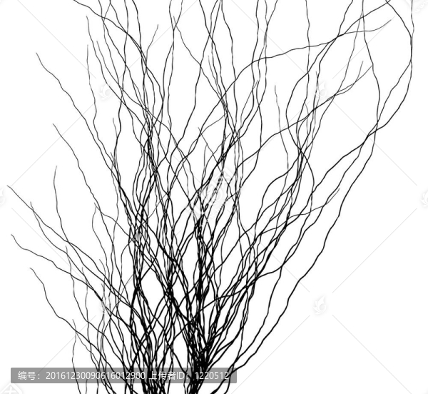 黑色的分支靜脈模式silhouet白色背景