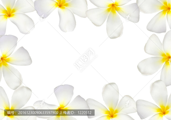 雞蛋花框架隔離