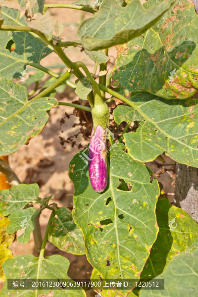 紫茄子是蔬菜