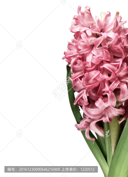 關閉了粉紅色的風信子花