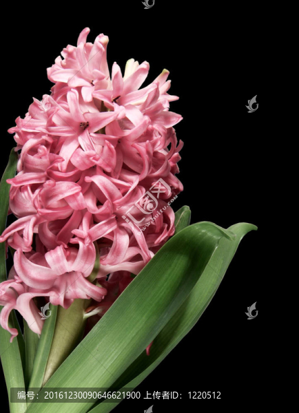 關(guān)閉了粉紅色的風(fēng)信子花