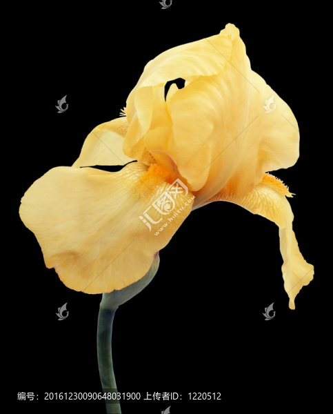 鳶尾花分離