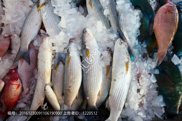 市場(chǎng)柜臺(tái)上的魚(yú)