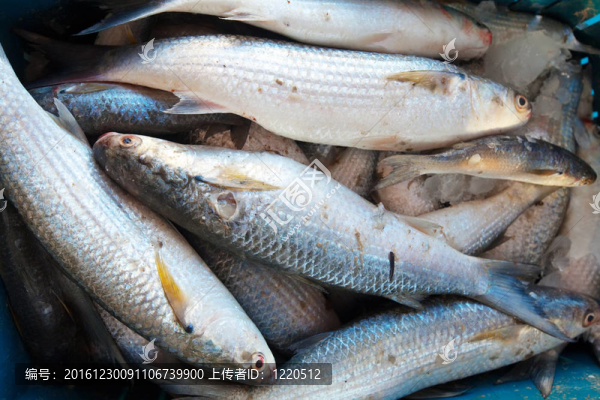 柜臺(tái)上生魚