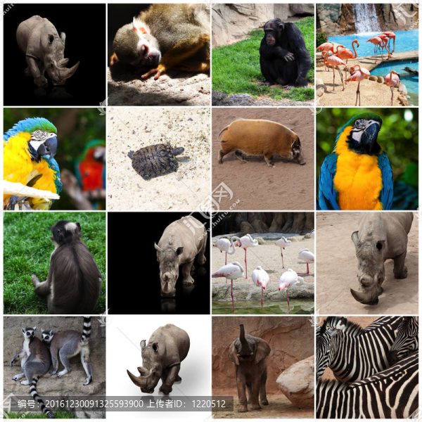 動物園里的動物成分