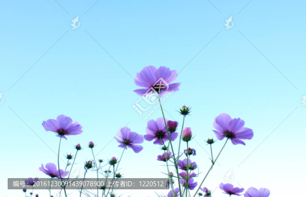粉紅色的花的花