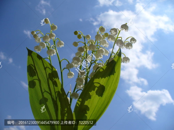 山谷的莉莉