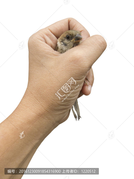 女人的麻雀