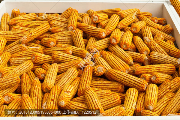 一些黃色的玉米