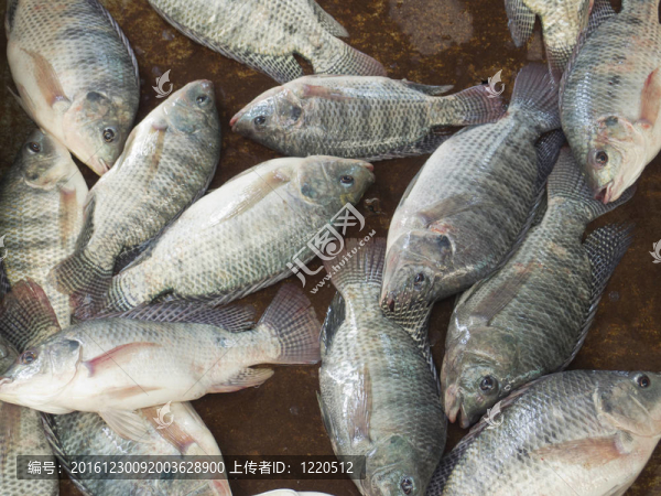 尼羅羅非魚的魚