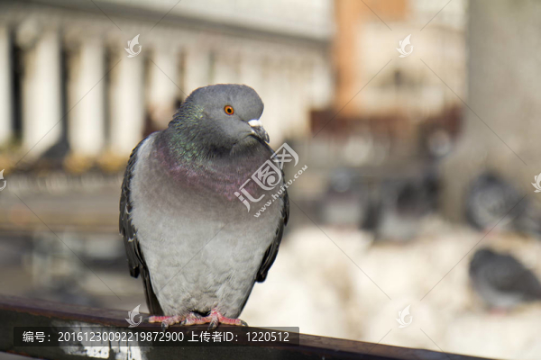 鴿子