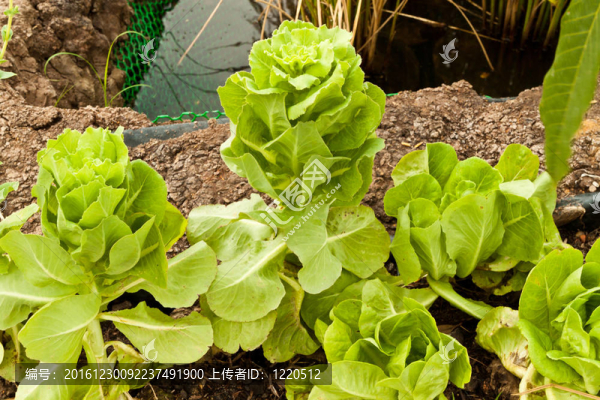 新鮮蔬菜