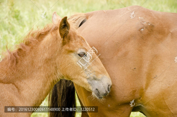 野馬