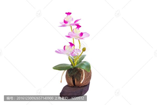 美麗的Orchid,Flowers