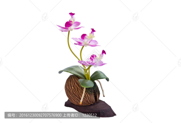 美麗的Orchid,Flowers