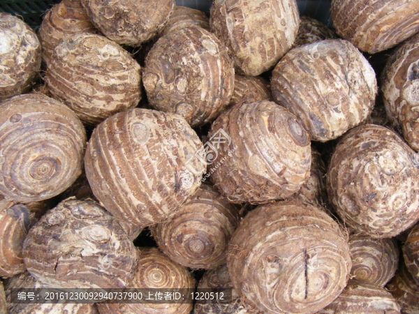燈泡農(nóng)業(yè)
