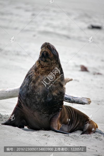 新西蘭海獅（Phocarctos,hookeri）