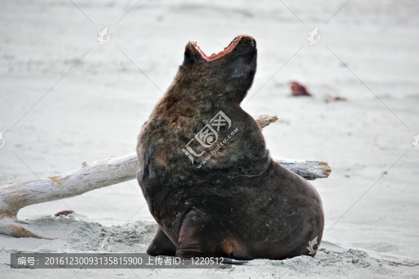 新西蘭海獅（Phocarctos,hookeri）