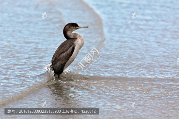 發(fā)現(xiàn)粗毛（Phalacrocorax,punctatus）