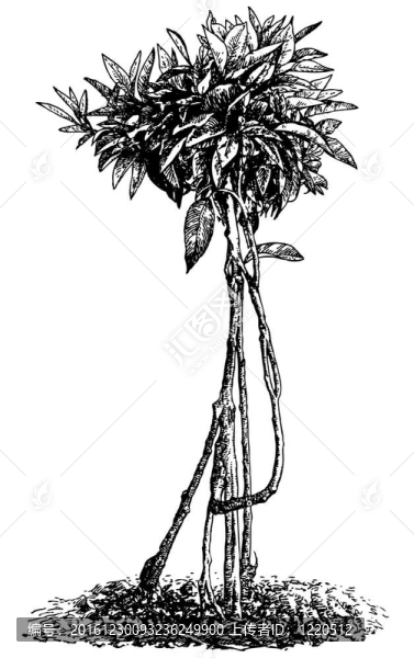綠色的象形文字