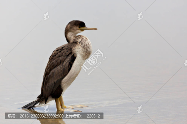 發(fā)現(xiàn)粗毛（Phalacrocorax,punctatus）