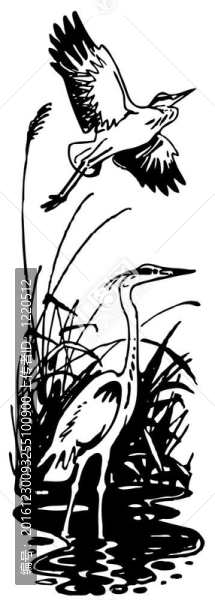 湖中的鳥