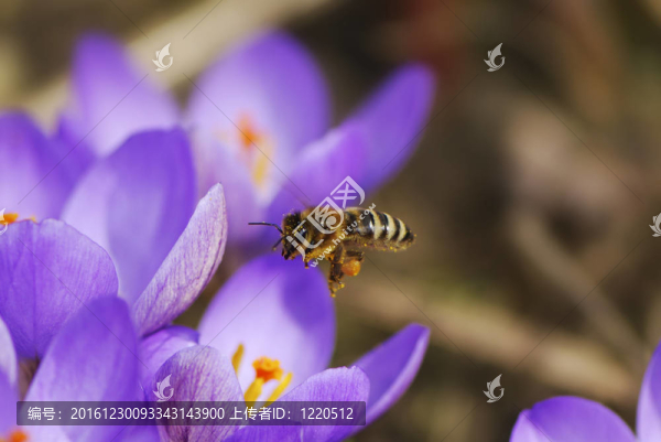 蜜蜂飛到Crocus,Flowers