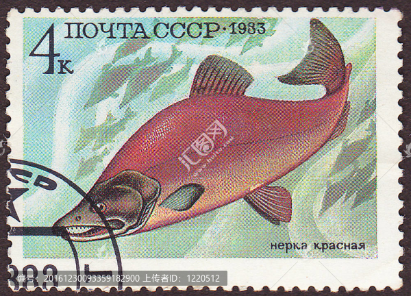 USSR,-大約1983：印刷在USSR郵票展示的鮭魚。大約1983
