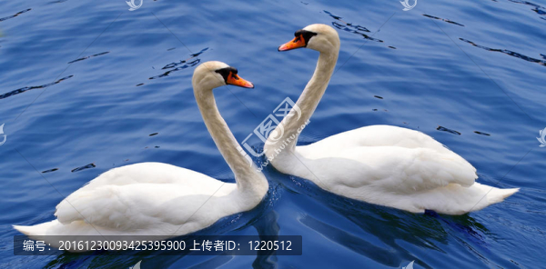 白天鵝夫婦