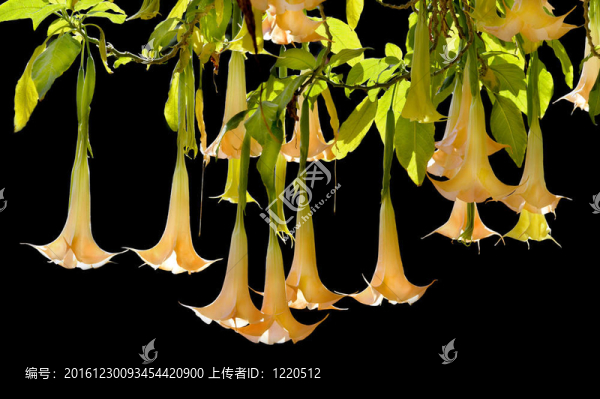 天使的號(hào)角
