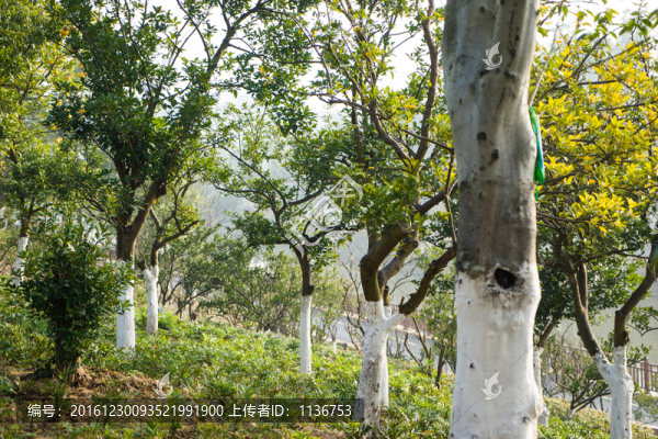 柑桔園