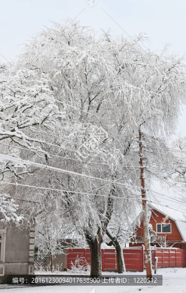 樹枝在雪中