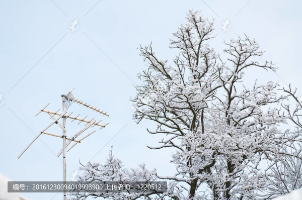 樹枝在雪中
