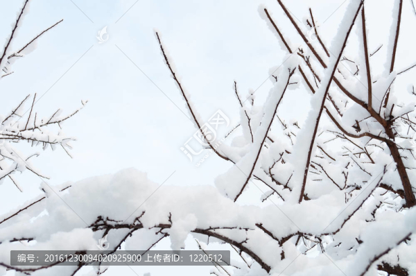 樹枝在雪中