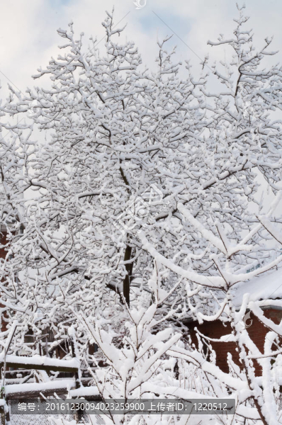 樹枝在雪中