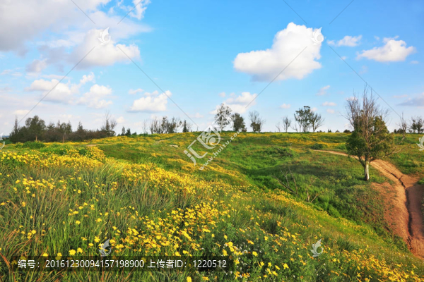自然開花