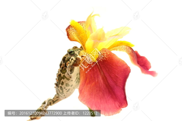 青蛙的花