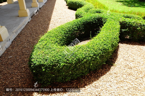 花園里的灌木
