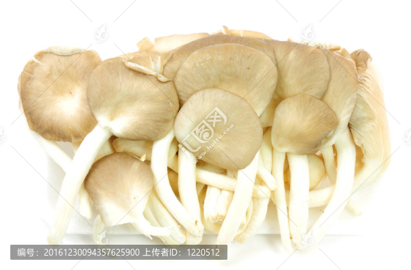 白底平菇