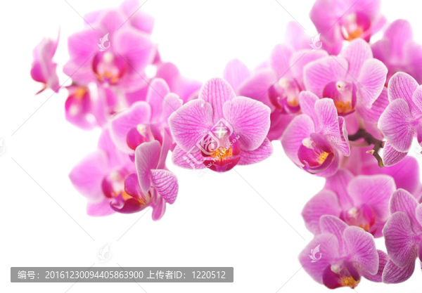 蘭花