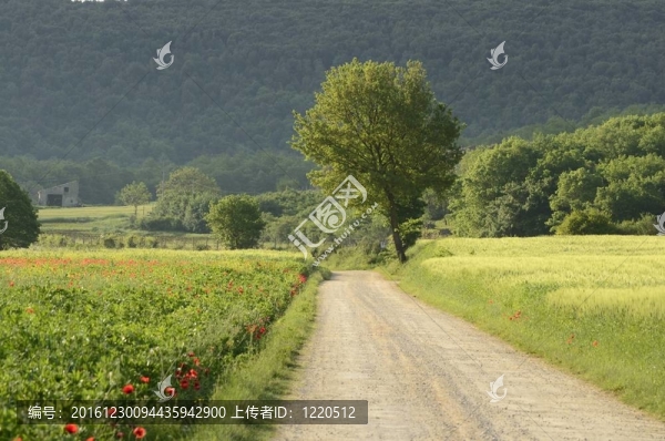 罌粟田野