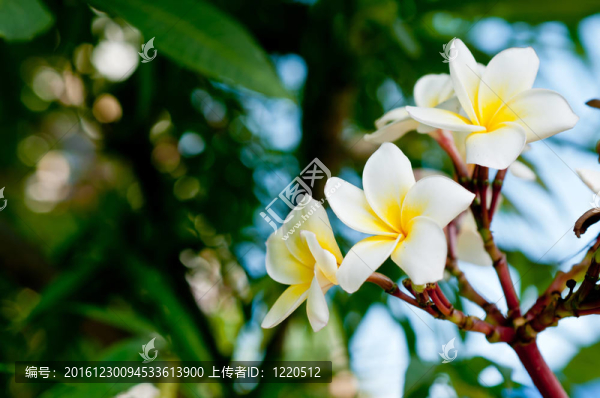 白色和黃色的雞蛋花