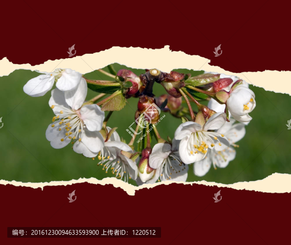 櫻花紙