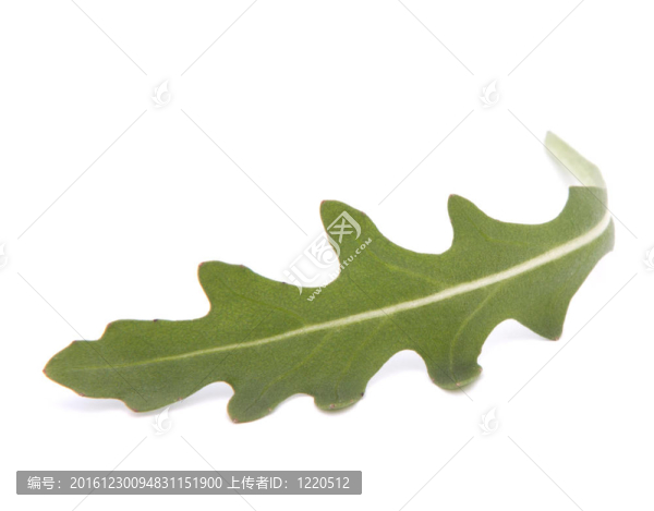 甜的生菜沙拉或火箭生菜葉子