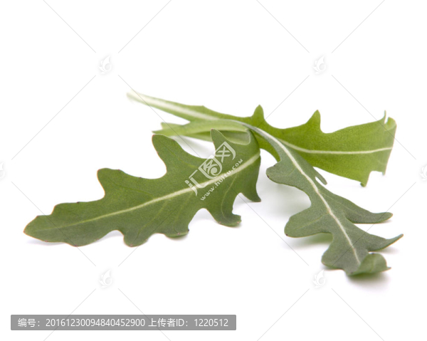 甜的生菜沙拉或火箭生菜葉子