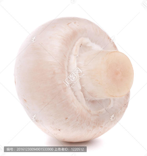 香菇蘑菇