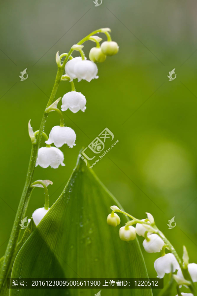 山谷的百合花的特寫(xiě)鏡頭